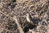 Thumbnail of named item displayed